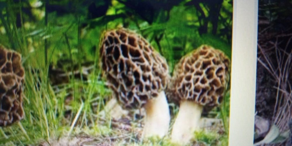 Morchella Mushroom