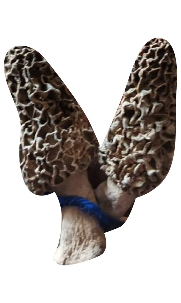 Himachal Pradesh A Grade Gucci Mushroom, Packaging Type: Plastic Bag, Packaging Size: 50G