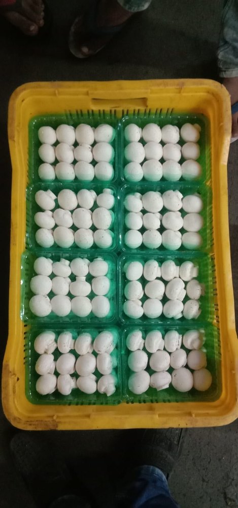 Fresh Button Mushroom, Packaging Type: Loose, Packaging Size: Punnet/ Pouch