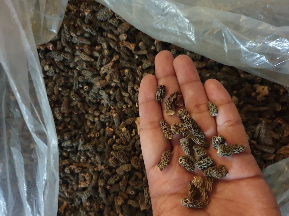 A Grade Mini Dried Morels, Carton