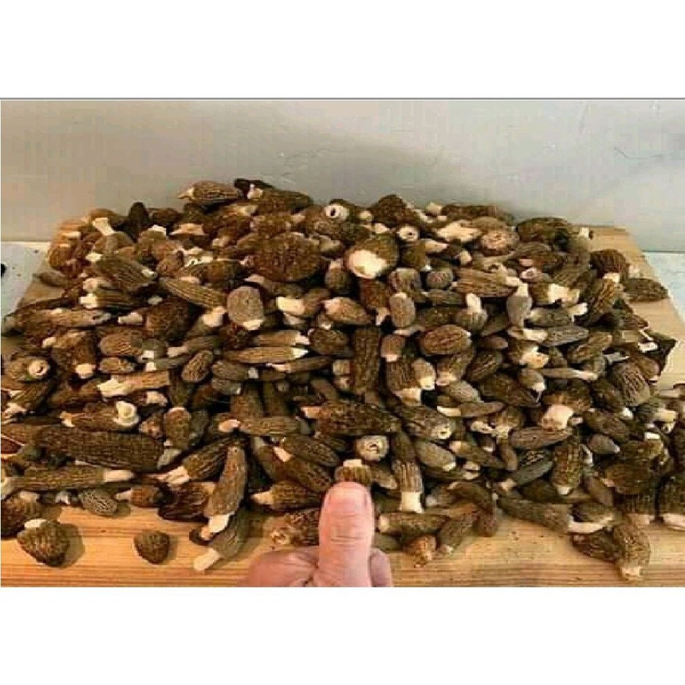 Morchella Mushroom