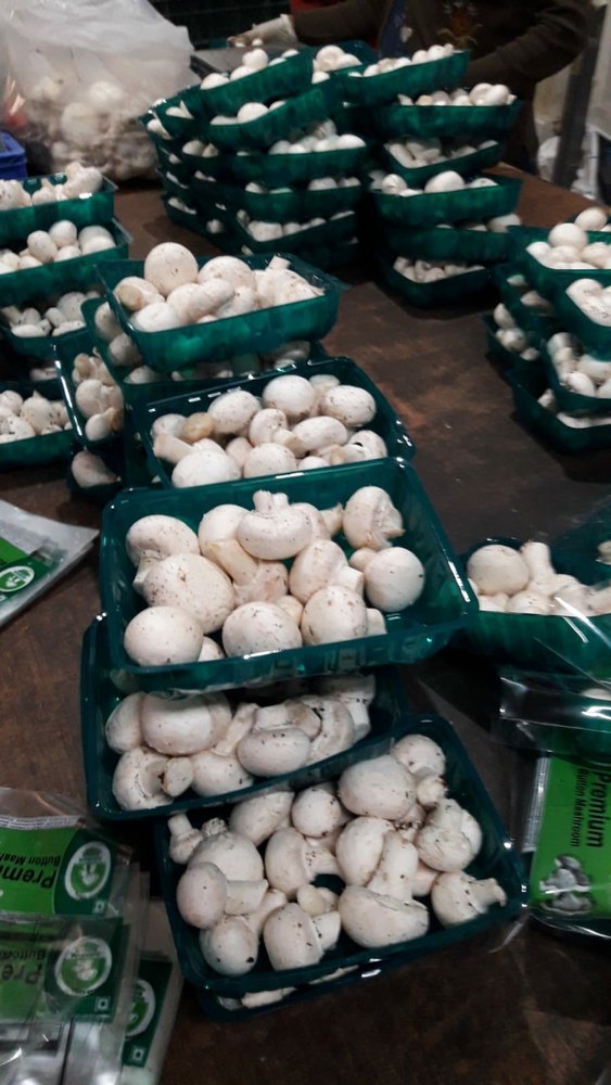 Maharashtra White Fresh Button Mushrooms, Packaging Type: Box