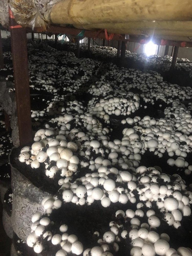 Delhi A Grade Fresh Mushroom, Packaging Type: Thermacoal ice packing, Packaging Size: 15 kg