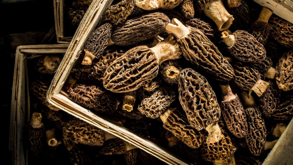 A Grade Brown Moral Mushroom Guchhi, Packaging Type: Loose