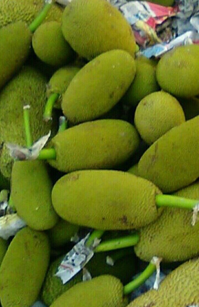 Tender Jack Fruit A Grade Baby Jackfruit, Gunny Bag, Packaging Size: 2kg