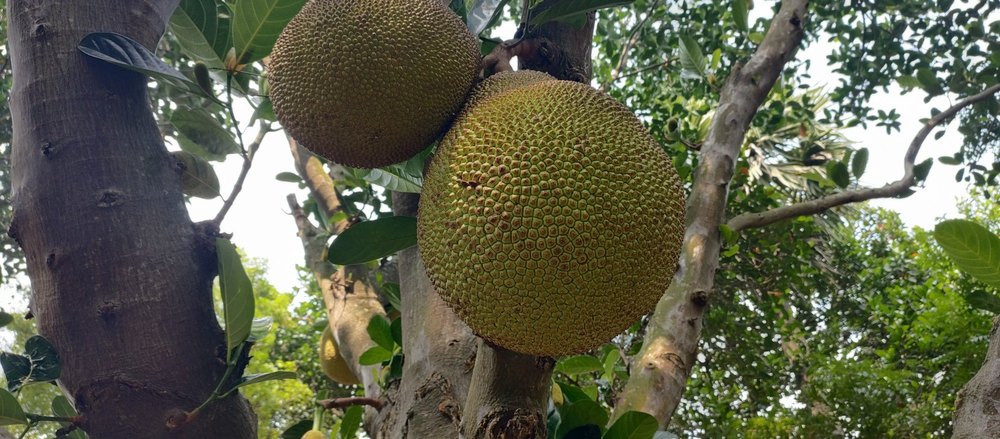 A Grade Tamil Nadu Jackfruit, Gunny Bag, Packaging Size: Looose