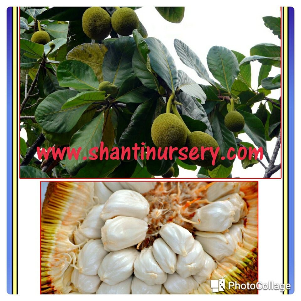Well Watered White Jack Fruit Plant, for Fruits