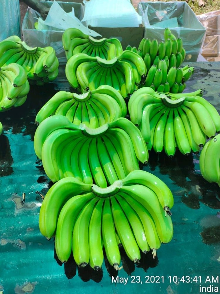 A Grade Maharashtra Green Banana, Packaging Type: Carton