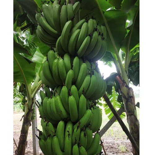 Maharashtra A Grade G9 Green Banana, Carton, 10 Kg