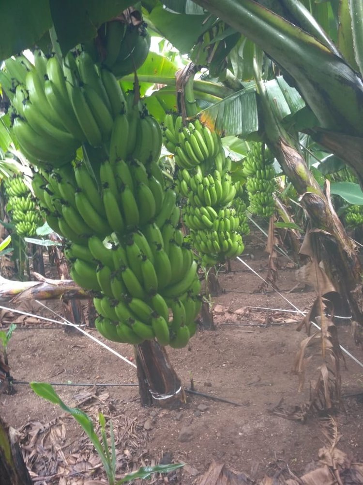 A Grade Fresh Green Banana, Packaging Size: 20 Kg