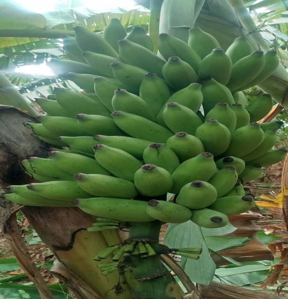 A Grade Green Banana, Packaging Type: Loose