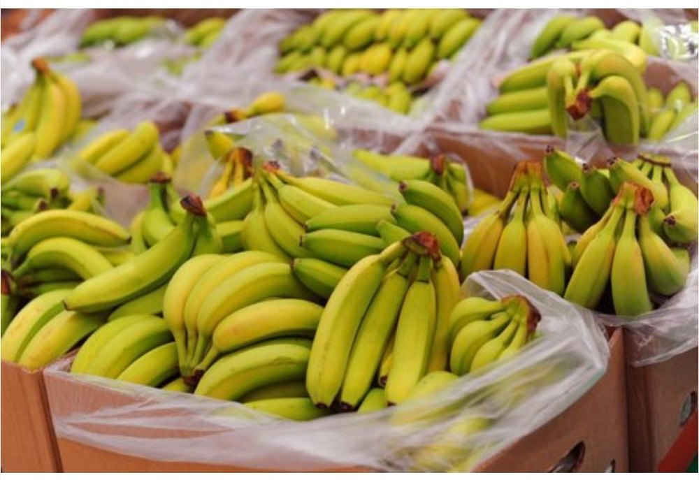 8910inch Length G9 Cavendish Banana, Packaging Size: 13 kgs, Packaging Type: Carton