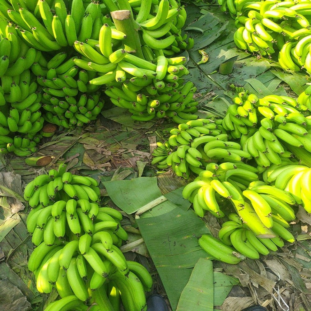 A Grade Pan India Raw Bananas, Packaging Size: 20 Kg, Packaging Type: Crate