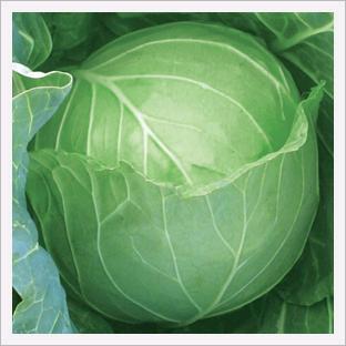 Green Fresh Cabbage