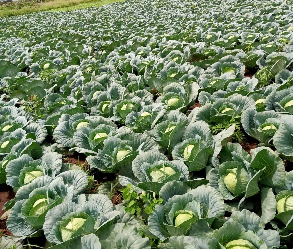 Green A Grade Fresh Cabbage Vegetable, Gunny Bag, 10 Kg
