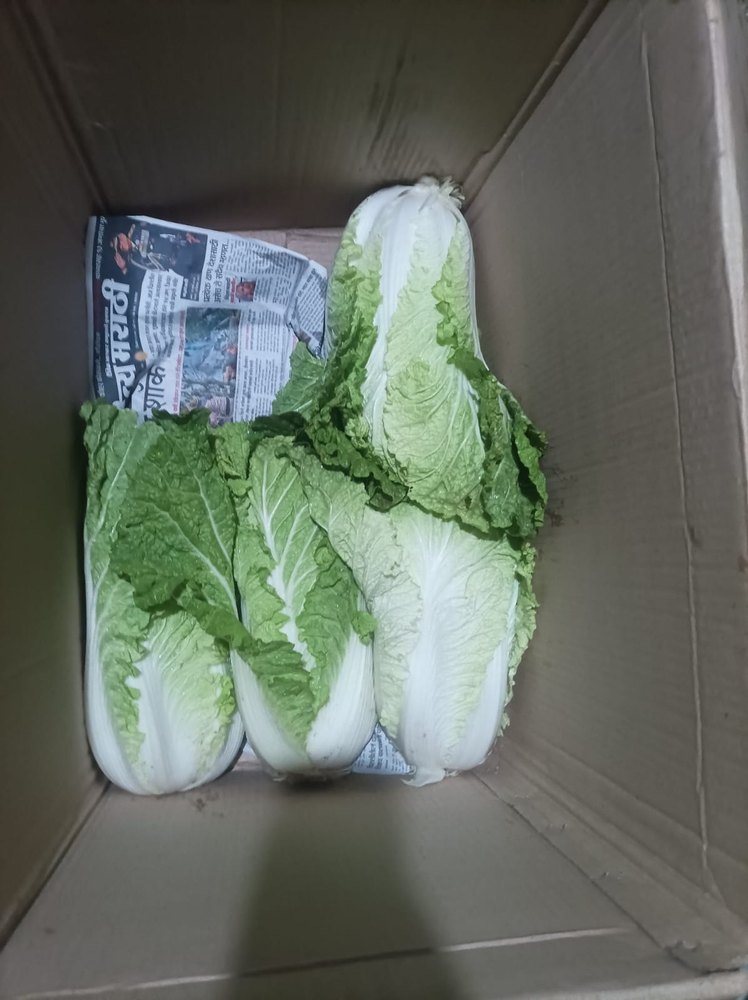 A Grade Green Chinese Cabbage Vegetable, Packaging Type: Carton, Packaging Size: 10 Kg