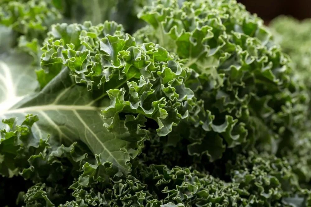A Grade Green Kale Leaves Cabbage, Loose