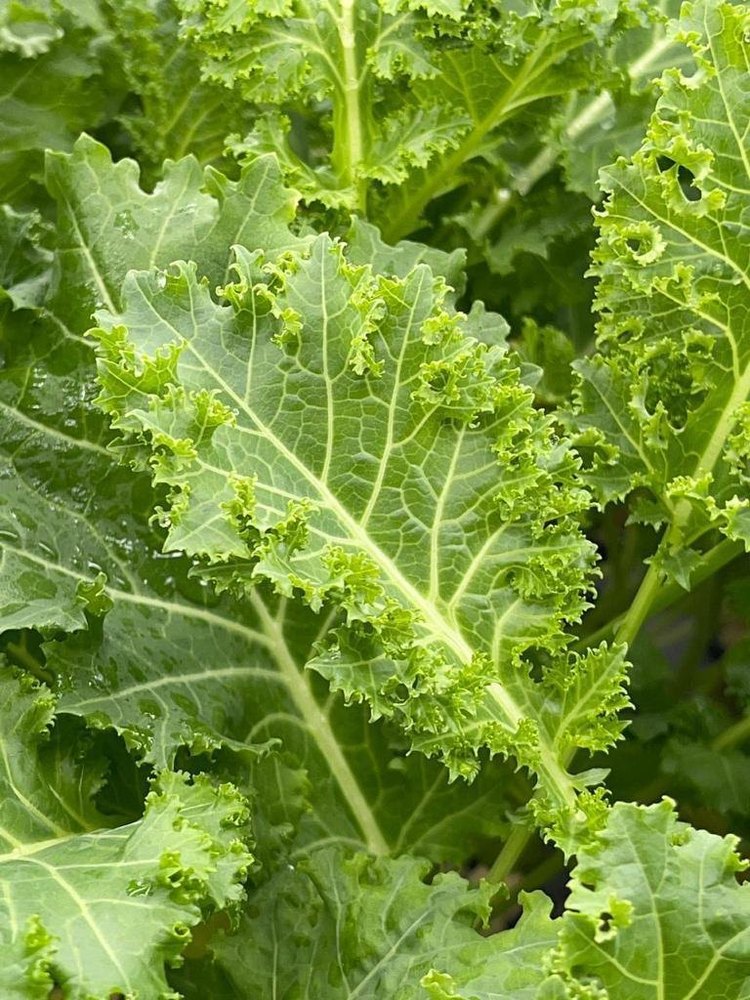 A Grade Green Kale, Loose, Pesticide Free (for Raw Products)