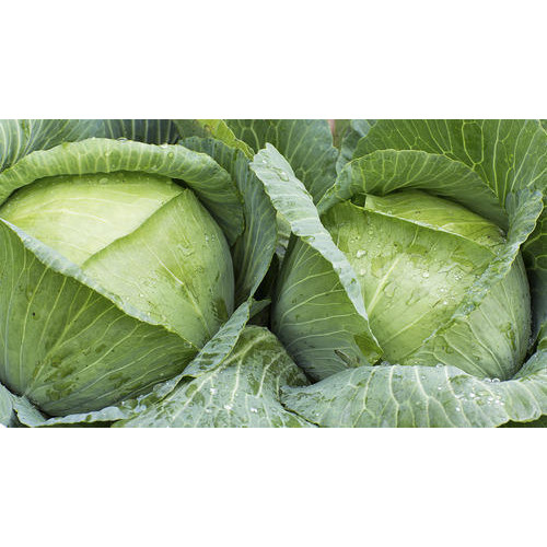Fresh Green Cabbage, Pesticide Free (for Raw Products)