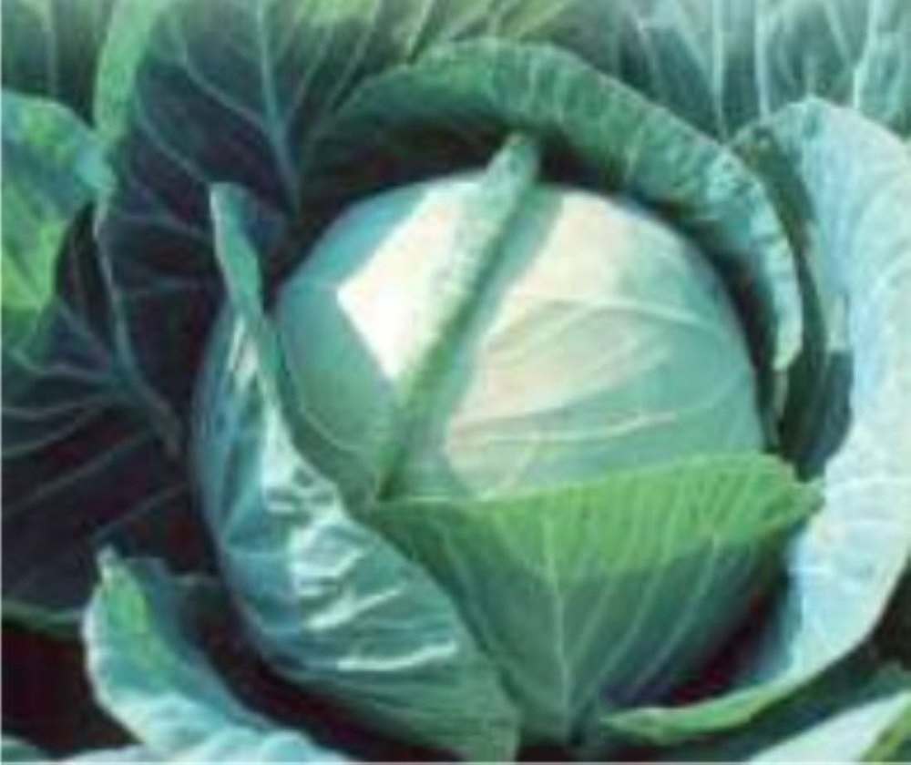 Green F1 Hybrid Cabbage Euru 60, Packaging Type: Packet, Packaging Size: 10 Gm