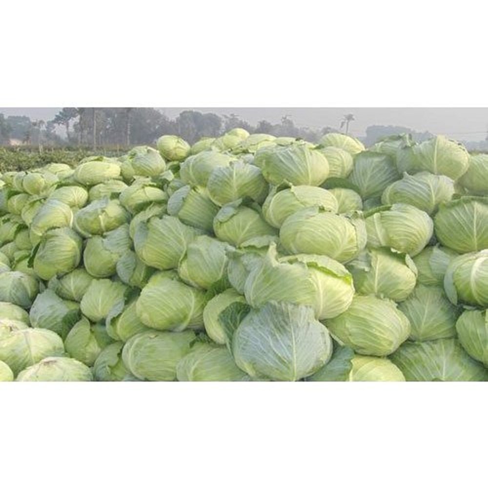 A Grade Fresh Green Cabbage, 20 Kg, Pesticide Free (for Raw Products)