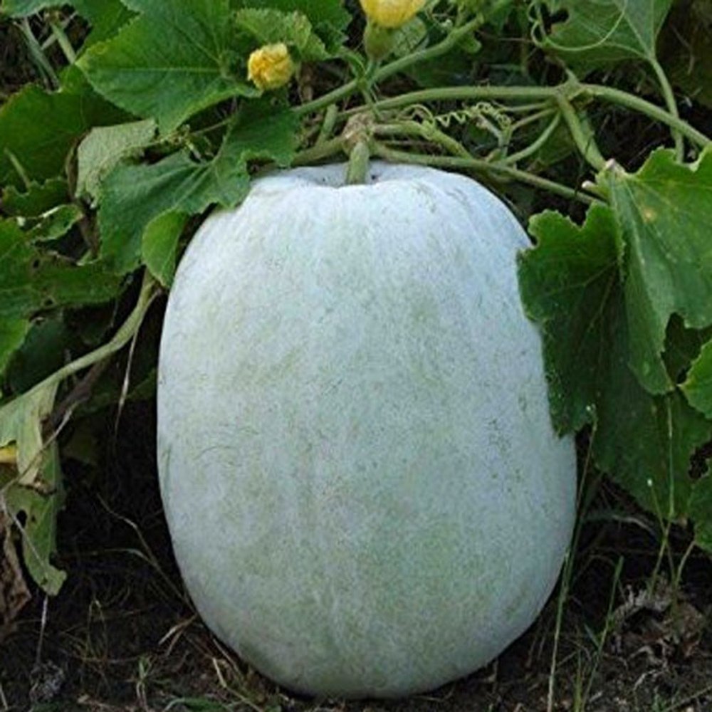 A Grade White Hybrid Ash Gourd Seeds - Mahyco / Mahy 2, 50 G, Packaging: Pouch