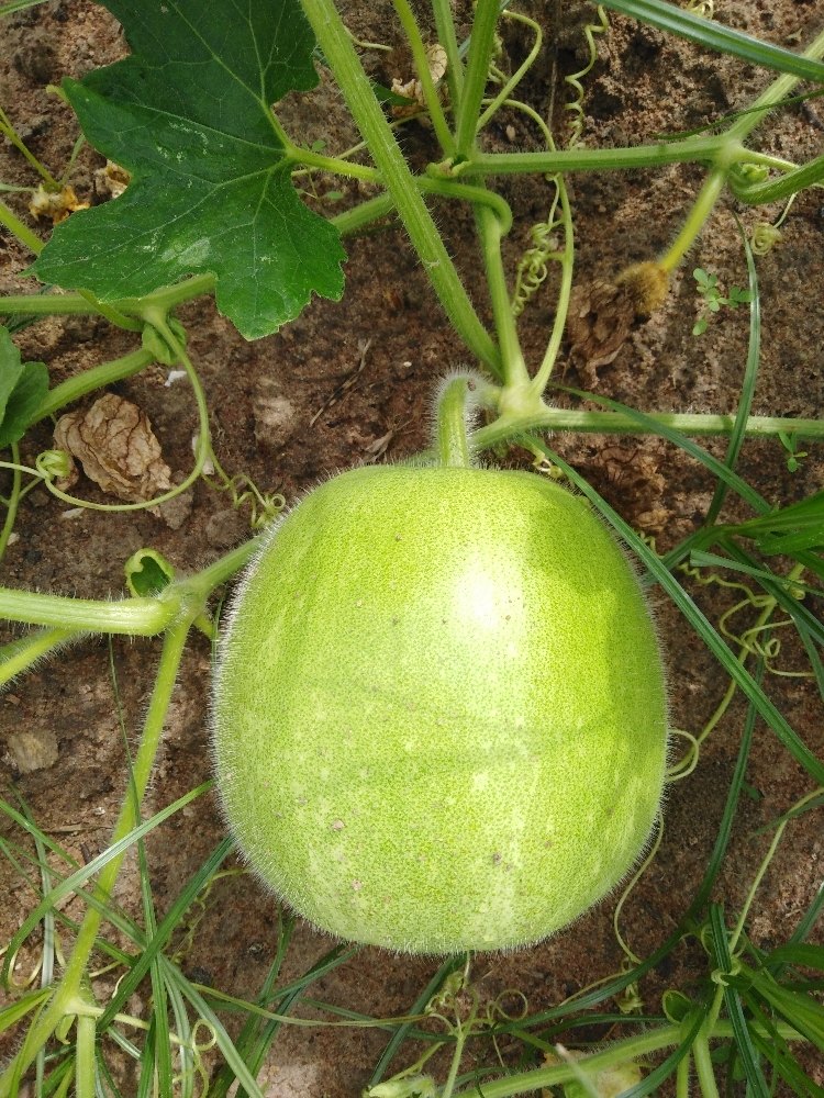 A Grade Green Ash Gourd, Packaging: 12 tons per 6 wheel truck