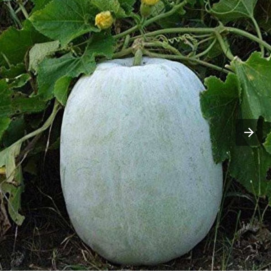 A Grade Green ASH GOURD, NOT FOR PAKING, 5 Kg