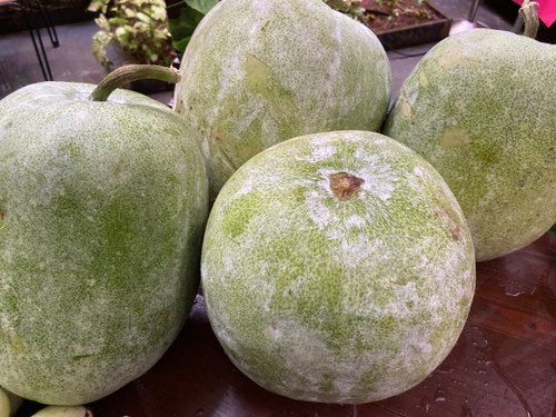 Ash Gourd, Packaging: Plastic Bag or Polythene