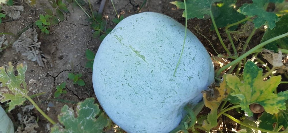A Grade Green Fresh Ash Gourd, Gunny Bag, 50
