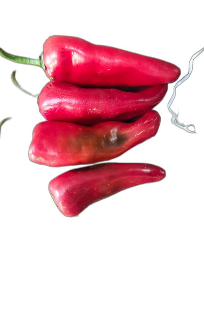 FRESH RED CHILLI ACHARI MIRCH