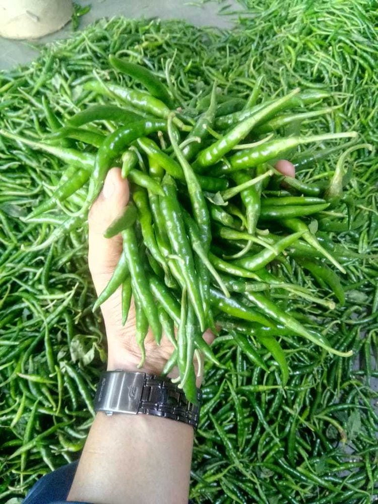 G4 Green Chilli