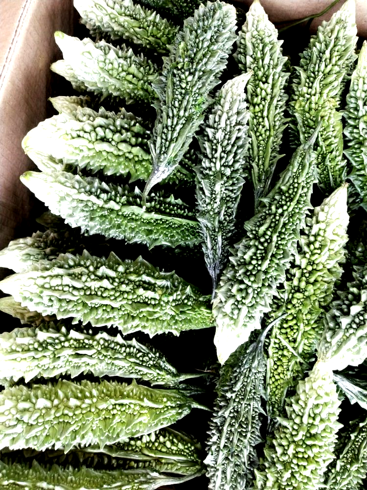 Pragathi Nature Green/ White Fresh Export Quality Green Bitter Gourd, Pesticide Free (for Raw Products)
