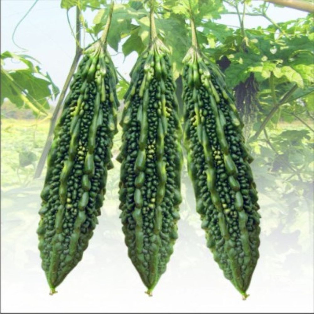 Attractive Dark Green Jyoti Bitter Gourd