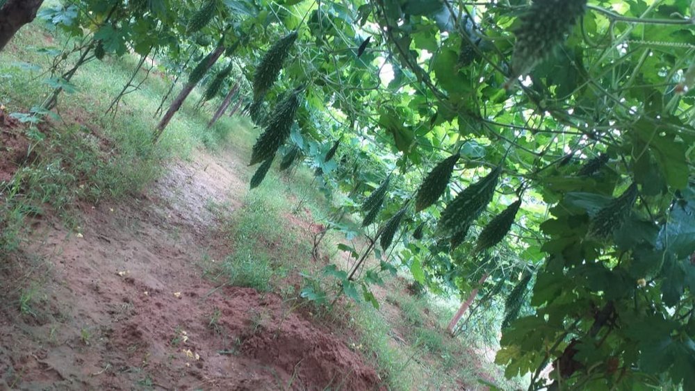 Pencil Green Karela Bitter Gourd, depends, organic