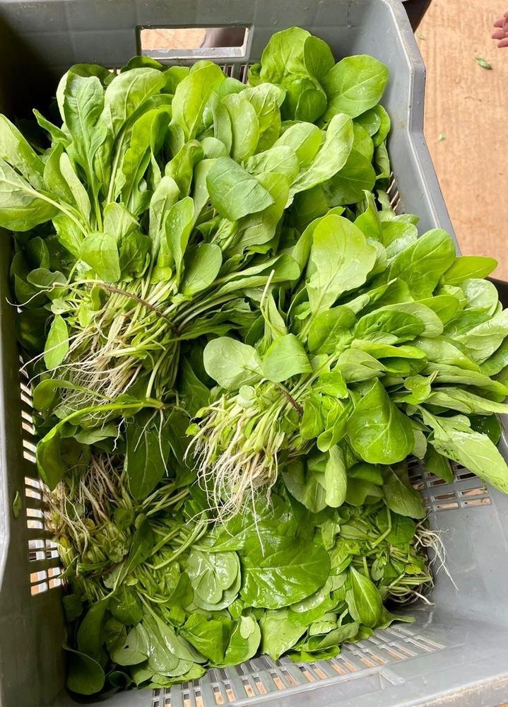 Flat Leafed A Grade Fresh Green Spinach, Loose