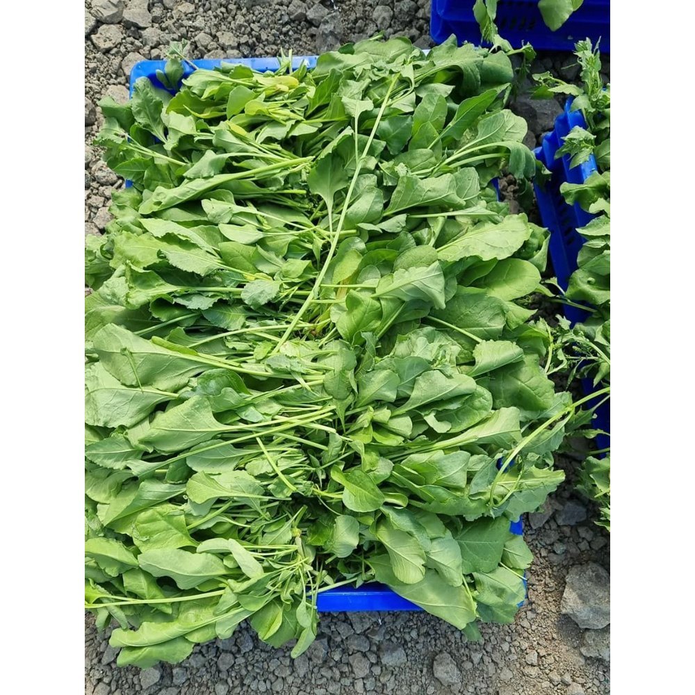 Green A Grade Fresh Spinach Leaf, Loose