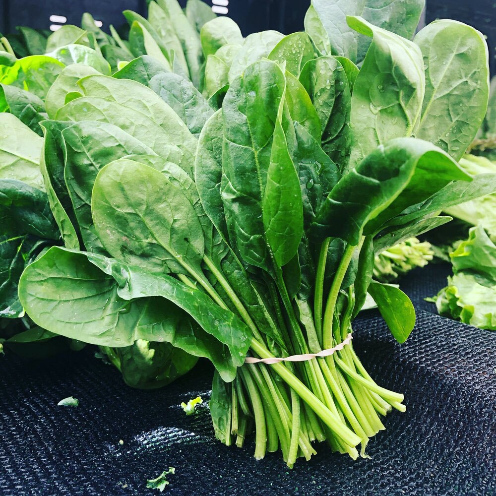 Green A Grade Spinach Leaf Hydroponic DFL, fresh wrap, Plastic Bag or Polythene