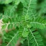 Kilanelli Dry Spinach Leaf