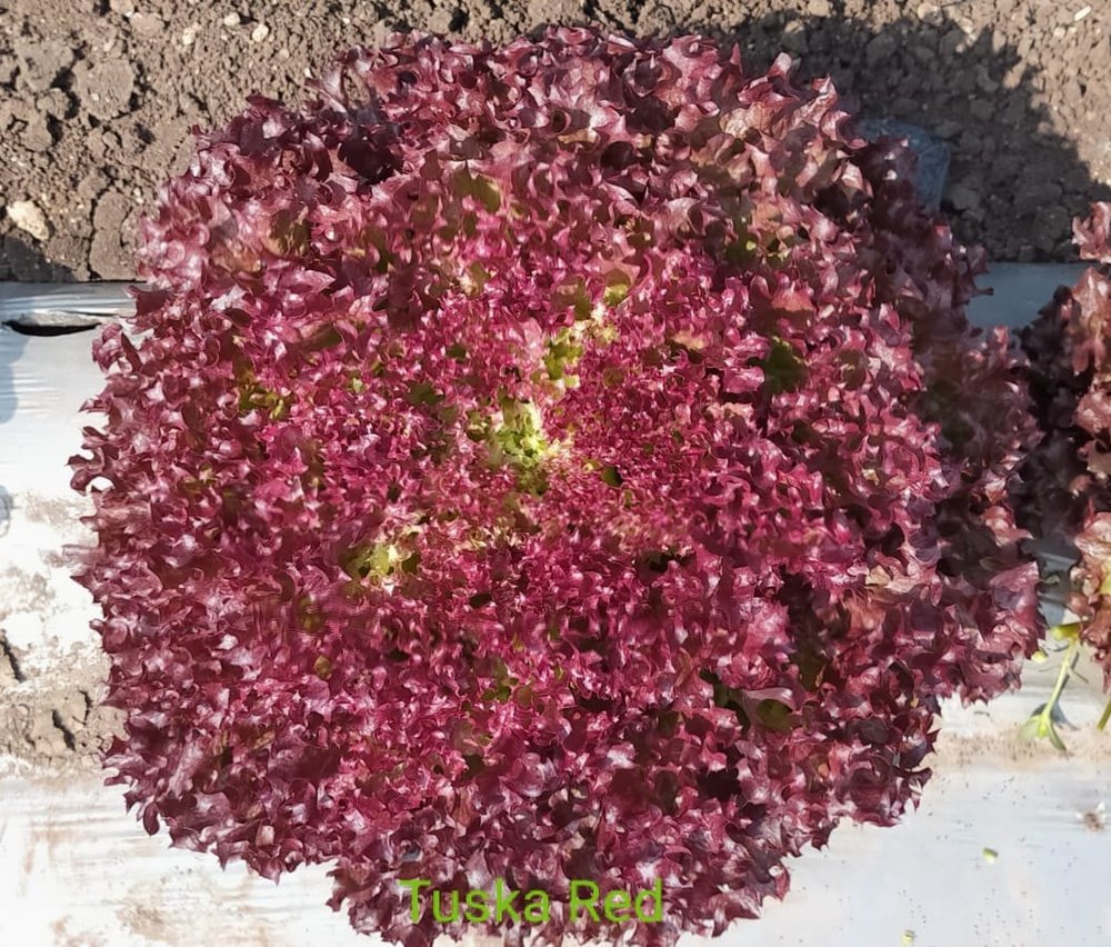 A Grade Red Leaf Lettuce, Loose