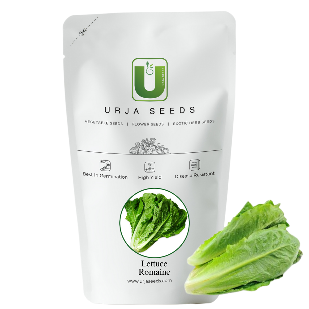 Exotics Lettuce Romain Green