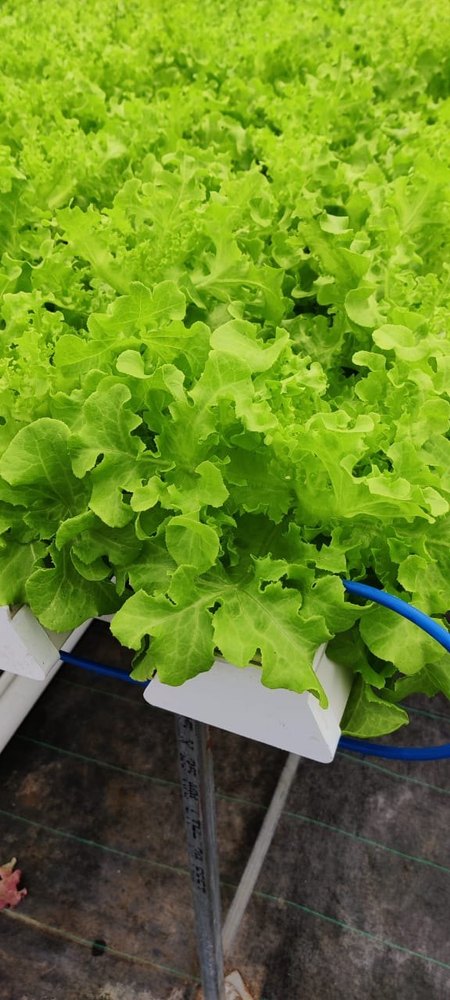 Letuce A Grade Lettuce Butterhead Green, Carton, 20 Kg