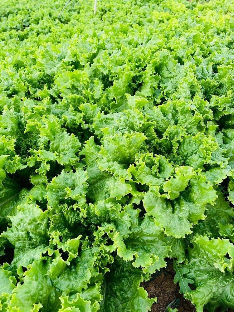 A Grade Karnataka Green Leaf Lettuce, Loose