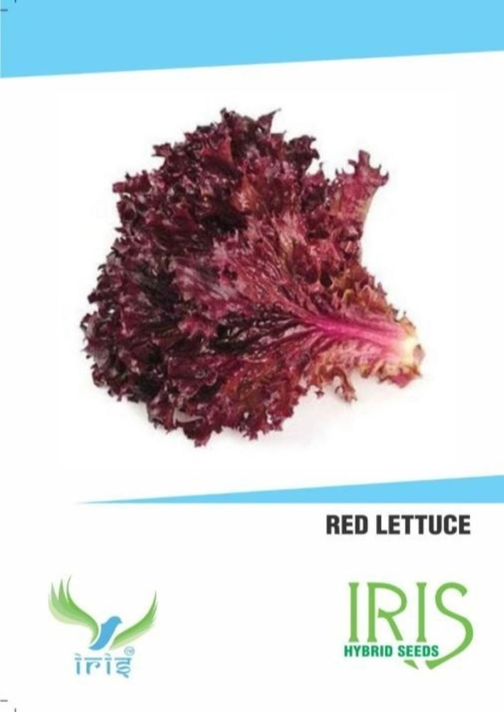 A Grade Pan India Red Lettuce, Packet