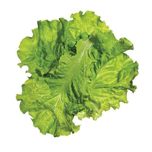 Lettuce Simpson