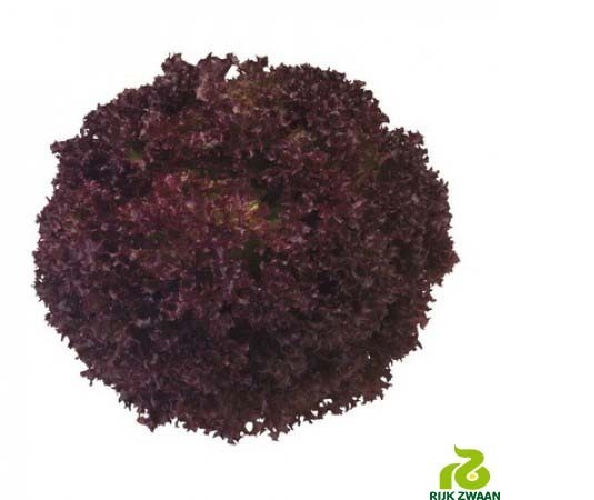 Rijkzwaan Deep Red Concorde RZ Lettuce Seeds, For Agriculture, Pack Size: 5000 Seeds Per Pack