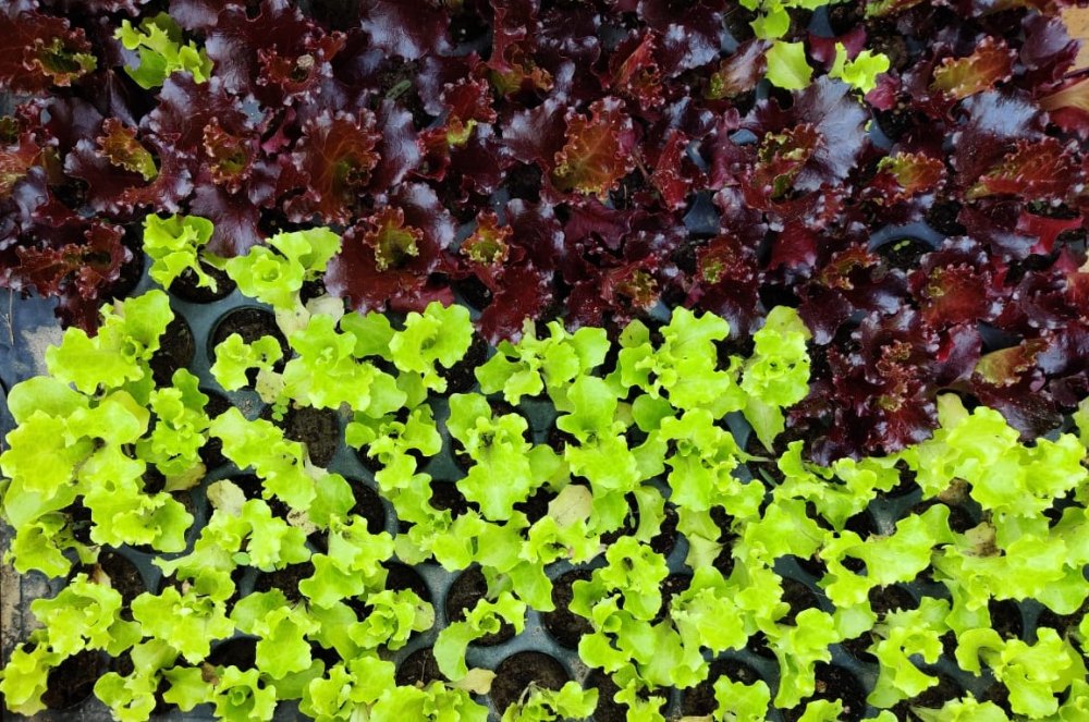 Lettuce Seedlings, Totally Organically Grown