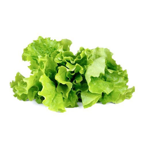 Organic Fresh Lettuce, Carton, 5 Kg, 10 Kg