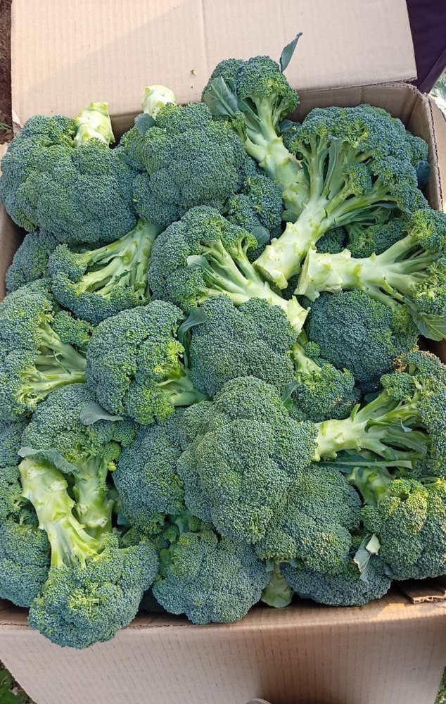A Grade Green Fresh Organic Broccoli