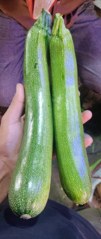 A Grade Green Zucchini Fresh Vegetable, Carton, 20 Kg